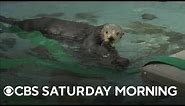 Monterey Bay Aquarium's sea otter recovery program expanding