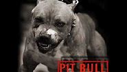 Ja Sam Mala PitBull Terrier