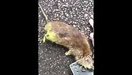 BIGGEST rat caught in London!