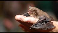 Bumblebee Bat Facts – The World’s Smallest Bat