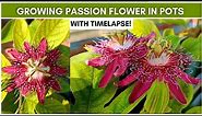 Growing Passion Flower (Passiflora) in Pots (With Timelapse)