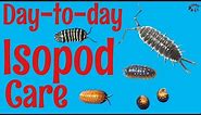 How to Care for Isopods Day-to-Day