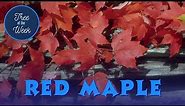 Tree of the Week: Red Maple