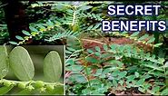 Herbal Plant Secret Health Benefits of Phyllanthus Niruni