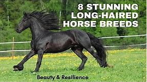 Exploring the World's Most Beautiful Long-Haired Horse Breeds