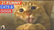 21 FUNNY Cat and Dogs Compilation - Try Not To Laugh | The Dodo Best Of