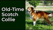 The Old Time Scotch Collie