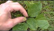 Wild Plantain Identification & Uses