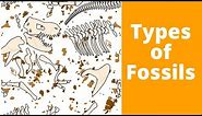 Types of fossils