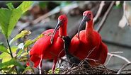 Scarlet ibis incubating eggs | red scarlet ibis sitting in its nest | Scarlet ibis with babies |