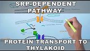 SRP Dependent Pathway of Protein Transport to Thylakoid