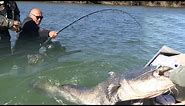 Pecanje velikih somova - Španija reka Ebro 2 | Fishing big catfish in Spain river Ebro