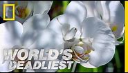 Deadly Disguised Orchids | World's Deadliest