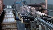 How It's Made Eggs Packaging