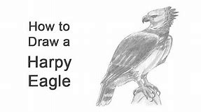 How to Draw a Harpy Eagle