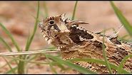 Texas Horned Lizard: The Legend of Old RIP
