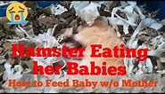 Hamster eating her babies, the reason why a hamster eat its baby | How to feed baby Hamster