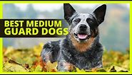 BEST MEDIUM GUARD DOGS | Top 8 breeds of guard dogs for families