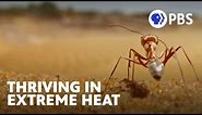 How the Earth’s Fastest Ants Survive Extreme Heat 🐜 | Evolution Earth | PBS