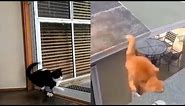 6 minutes of cats Falling/JUMPING FAILS