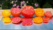 Tomatoes, The Best Varieties?