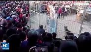 Tiger breaks out of cage during circus show in Shanxi, China
