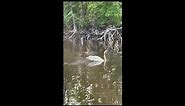 Pretty Swans Swimming 🦢