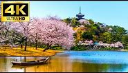 4K FANTASTIC CHERRY BLOSSOM SANKEIEN YOKOHAMA JAPAN SAKURA WALKING TOUR | 4K Video 60fps NATURE
