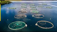 The future of aquaculture. New fish farming technologies
