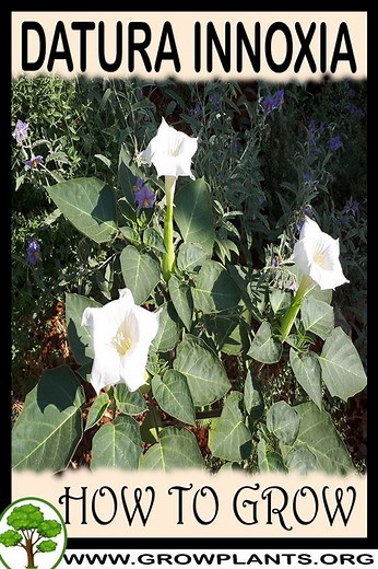 Datura innoxia - How to grow & care