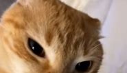 he was flabbergasted at the end 😦 #orangecat #funny #fyp #meme | Stop You're Scaring Me Cat