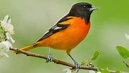 Baltimore Oriole Photos and Videos for, All About Birds, Cornell Lab of Ornithology