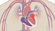 The Heart and Circulatory System - How They Work