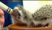 Cutest Baby Hedgehogs Ever - Cincinnati Zoo
