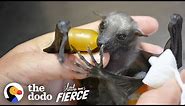 Watch This Tiny, Fuzzy Bat Grow Up to Be a Muscleman | The Dodo Little But Fierce