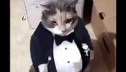 Fat Ass Cat In A Tuxedo (Original)