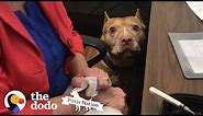 Every Office Should Have a Pittie | The Dodo Pittie Nation