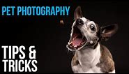 Pet Photography Tips & Posing Tricks