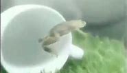 Floating frog meme