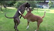 Boxer Dogs Full Action Boxing Play And Run! 😎😁