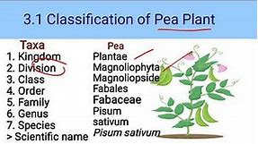 9th Biology || 3.2.1 Classification of Pea Plant || Chp. 3 Biodiversity