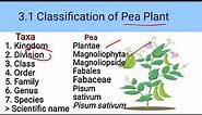 9th Biology || 3.2.1 Classification of Pea Plant || Chp. 3 Biodiversity