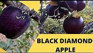 The black diamond apple |BLACK DIAMOND APPLE ;An Apple, grown in the mountains of Tibet.