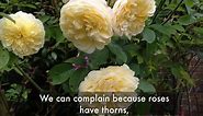 How to Grow Roses: The Complete Rose Flower Guide