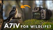A7IV for Wildlife Photography - Is it worth it?