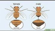 Biology of Drosophila melanogaster