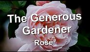 The Generous Gardener Rose