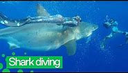 Divers Swim with 20-foot-long Great White Shark