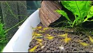 How to Breed Tangerine Tiger Shrimp in the Aquarium - Orange / Yellow Shrimp