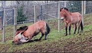 Przewalski's Horses Fighting at Edinburgh Zoo - 06/02/23